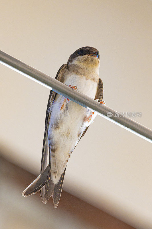 谷仓燕子(Hirundo rustica)靠近。躺在破衣架上